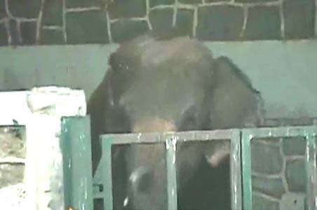 Bombay Zoo
