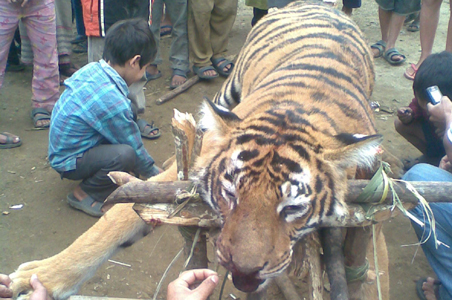 tiger dead