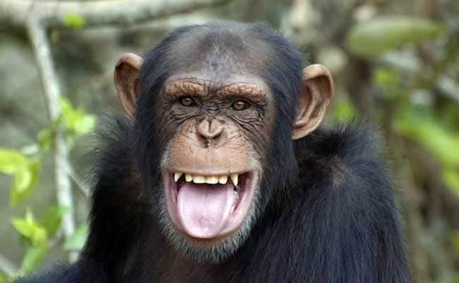Chimpanzees won't take an interest in each other unless it has an anticipated benefit, the study said.