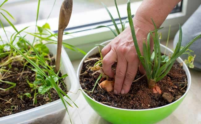 Representational image: Many programmes encourage cancer patients to tend gardens to improve psychological health.