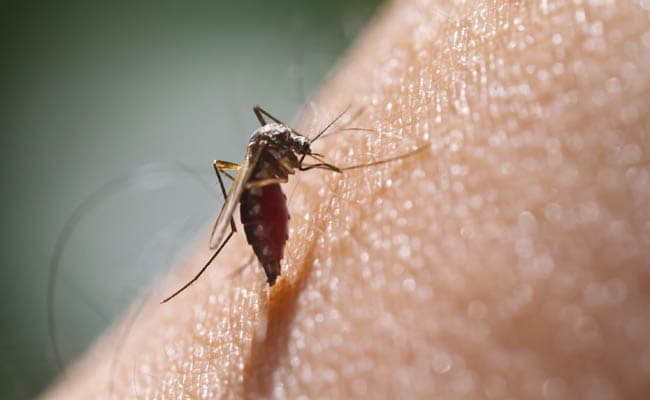 The vaccine uses a live, immature form of the malaria parasite, to stimulate an immune reaction.