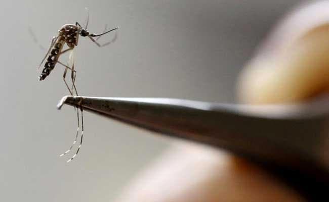 A top public health official says there's been no local transmission of the Zika (ZEE'-kuh) virus in the United States. (File Photo)